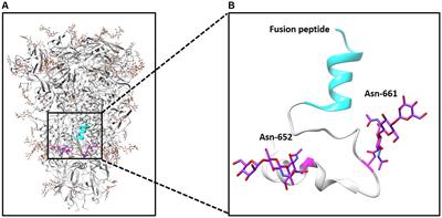 The N-glycosylation at positions 652 and 661 of viral spike protein negatively modulates porcine deltacoronavirus entry